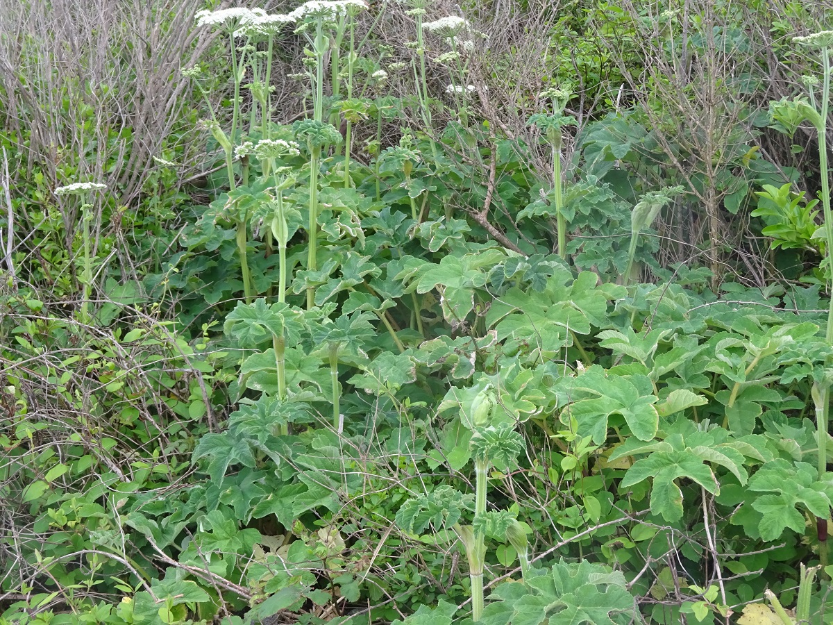Heracleum sphondylium subsp. sphondylium var. trifoliatum (Apiaceae)